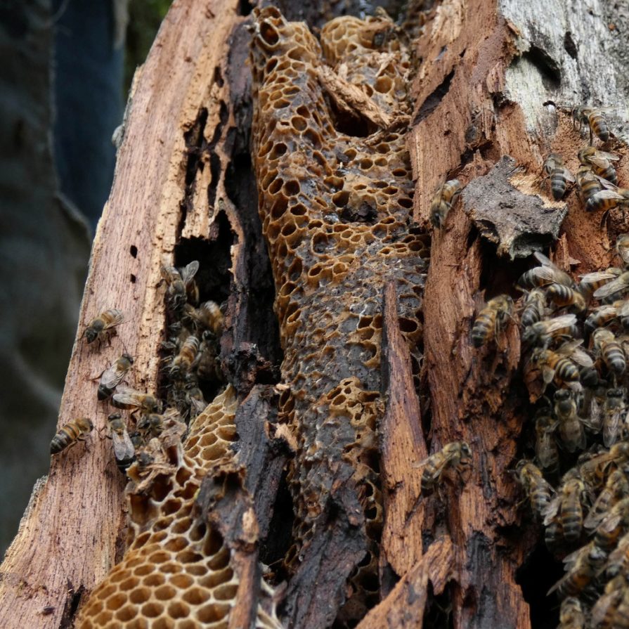 Miel silvestre Wichi