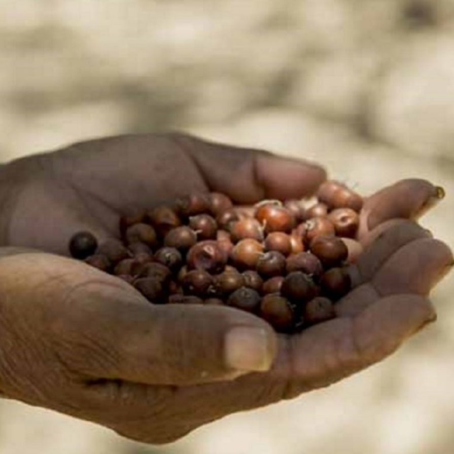Frutos silvestres del Gran Chaco