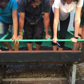 Hacemos nuestro vino