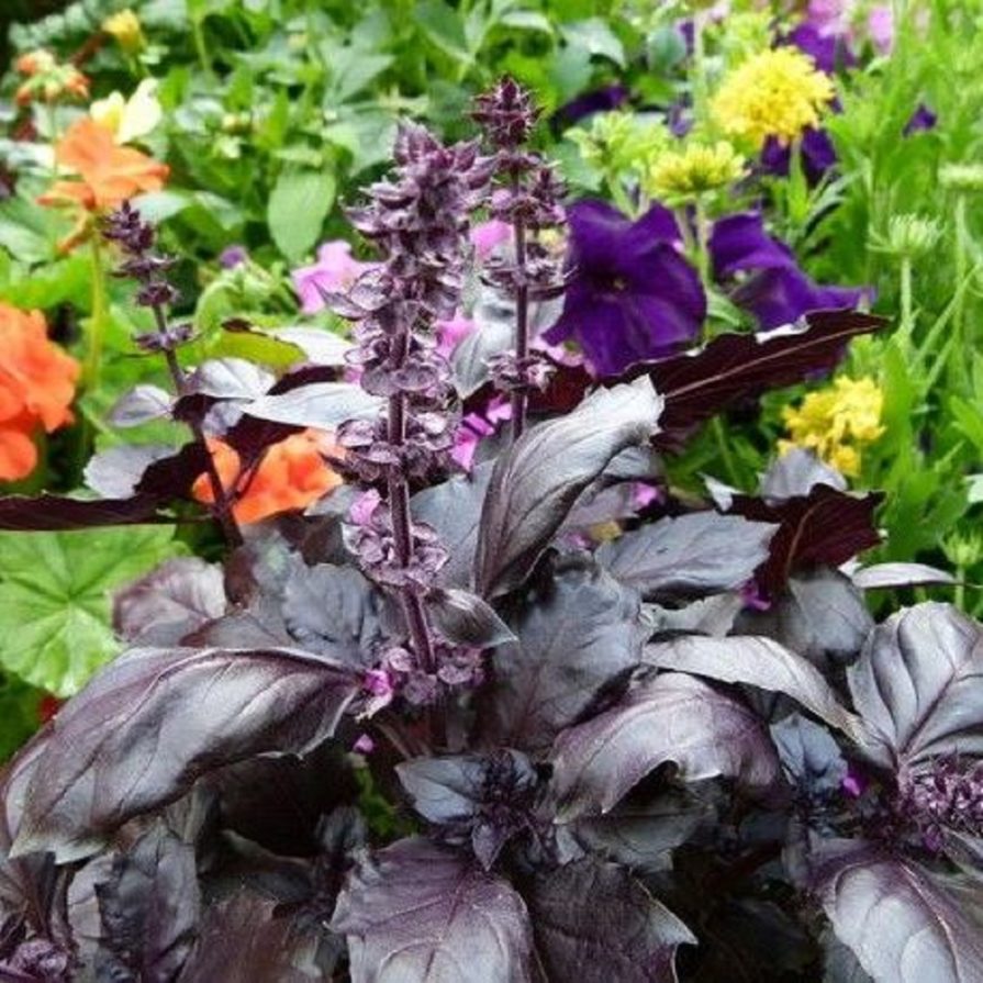 albahaca morada