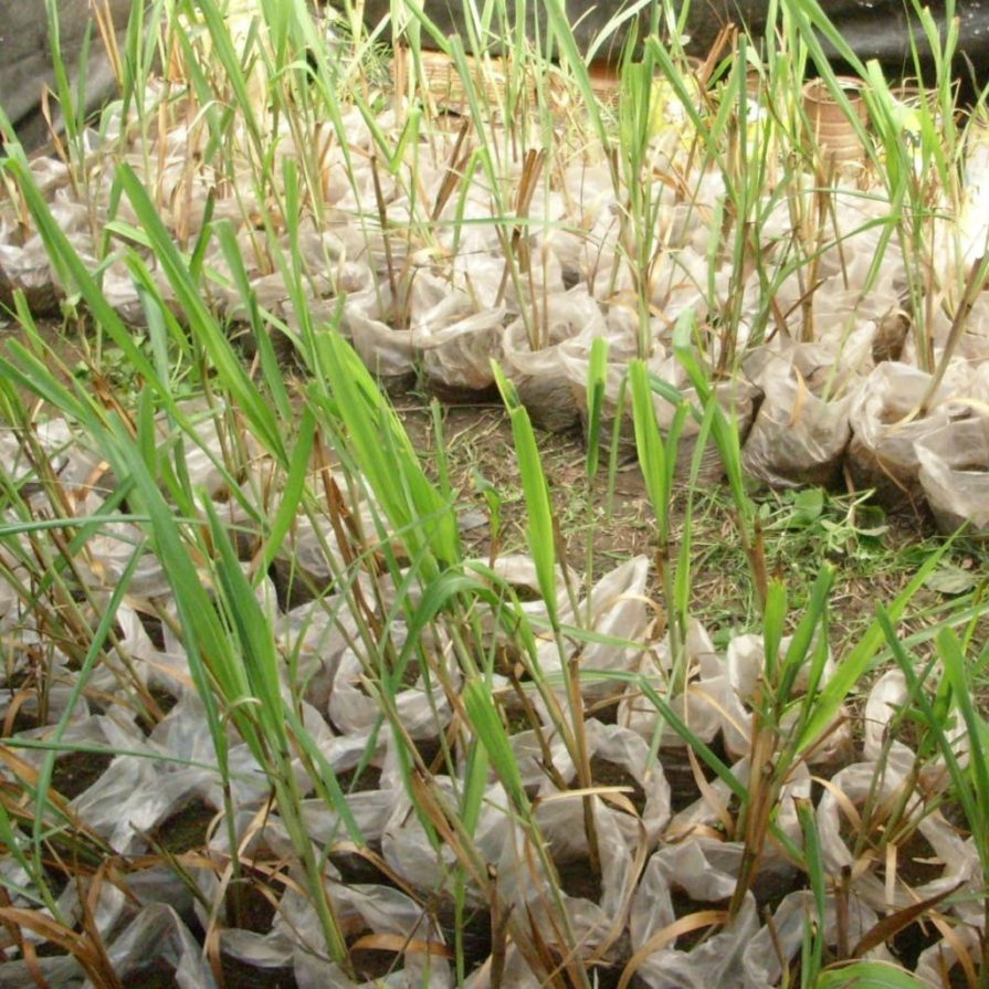 Citronela