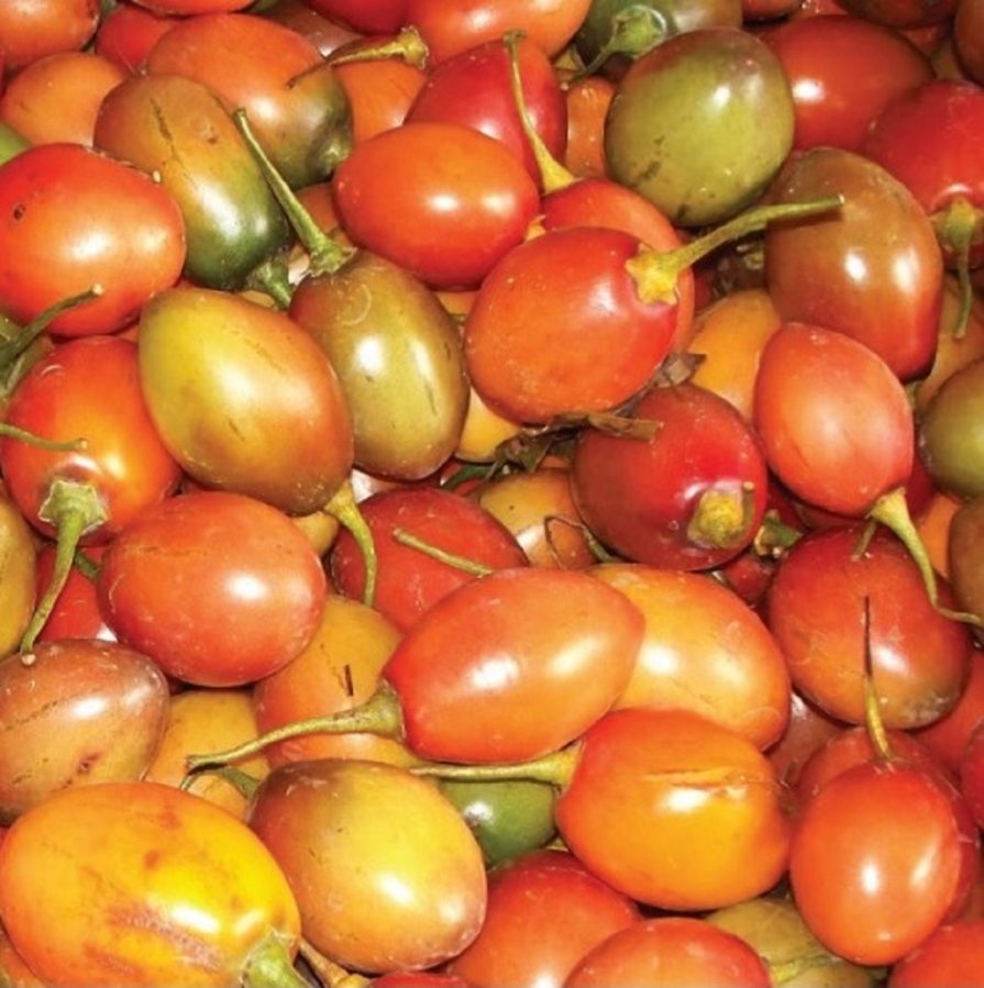 tomate de árbol