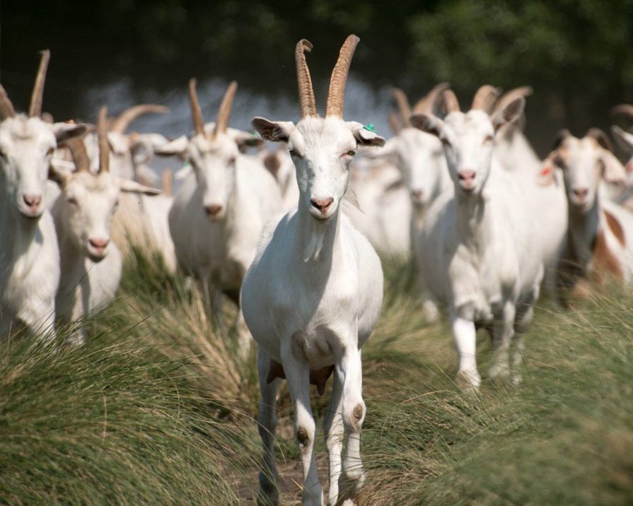 Degustación de queso de cabra "Granja la Piedra con Laura Serafi
