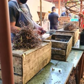 WhatsApp Image 2021-04-19 at 16.02.10