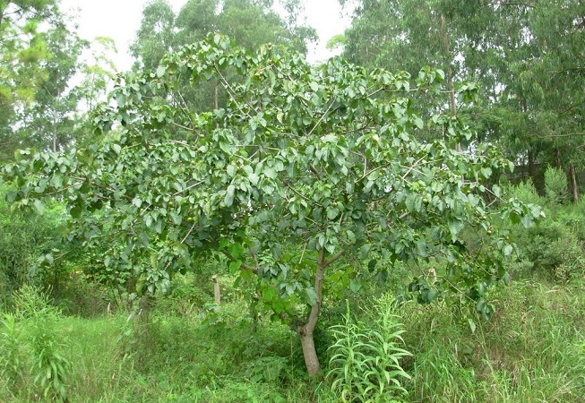 tung3