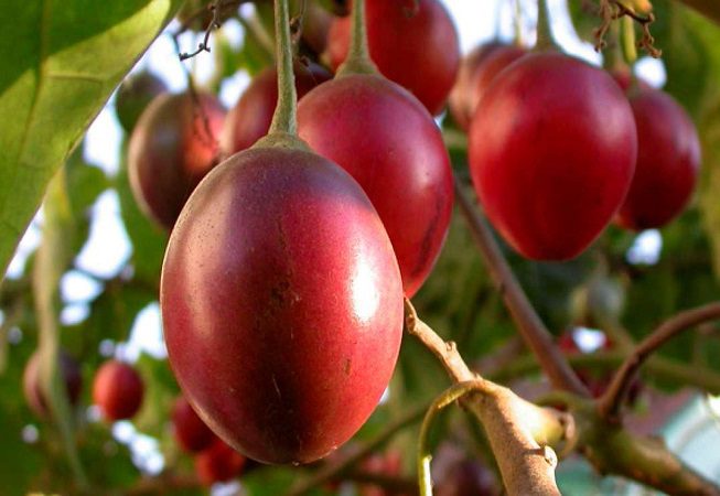 Revista El Federal. 2017.