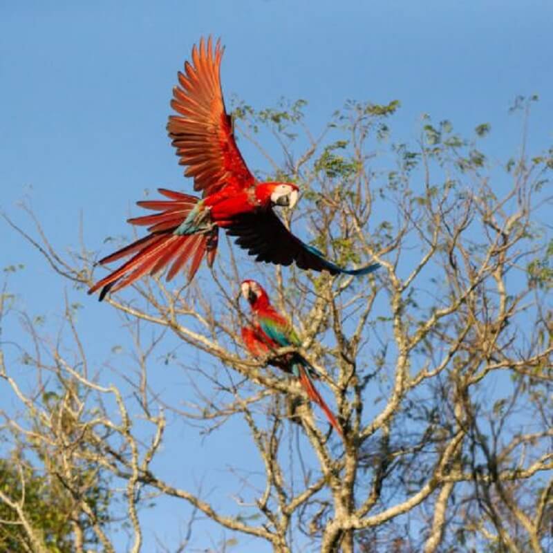 Guacamayo rojo