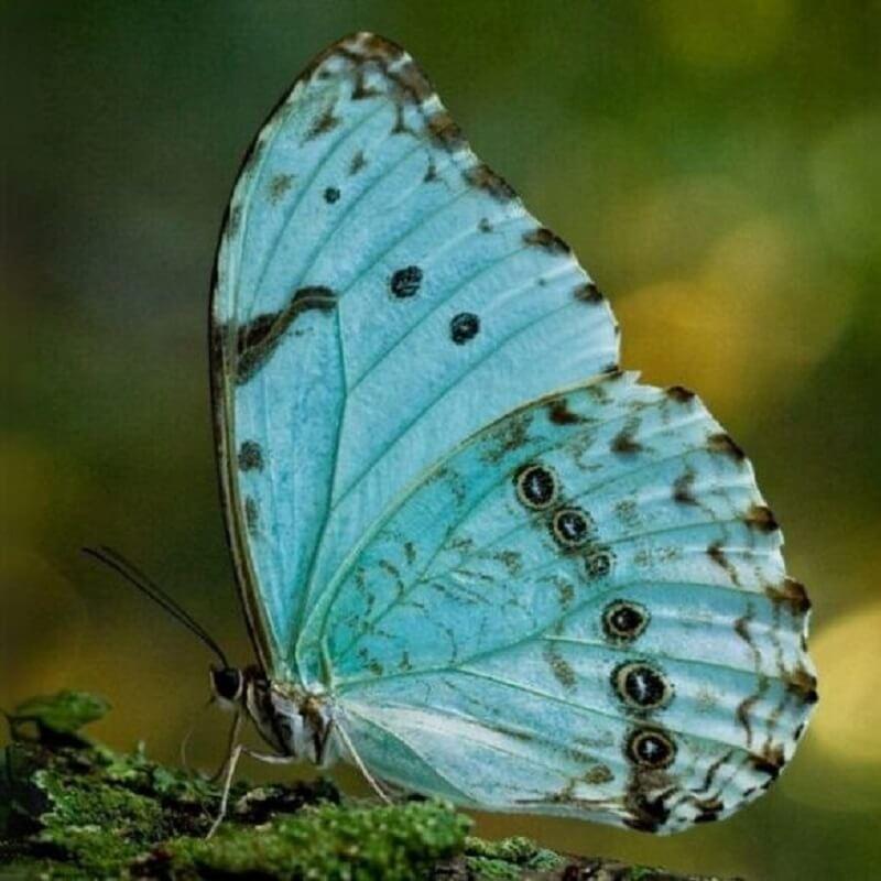 Mariposa bandera argentina